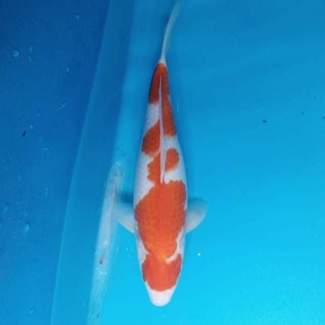 Kohaku 32 cm