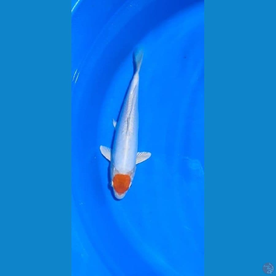 Tancho 25cm