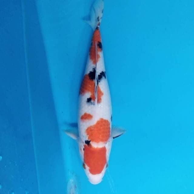 Sanke 35 cm