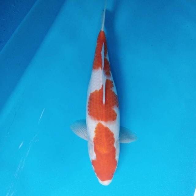 Kohaku 33 cm