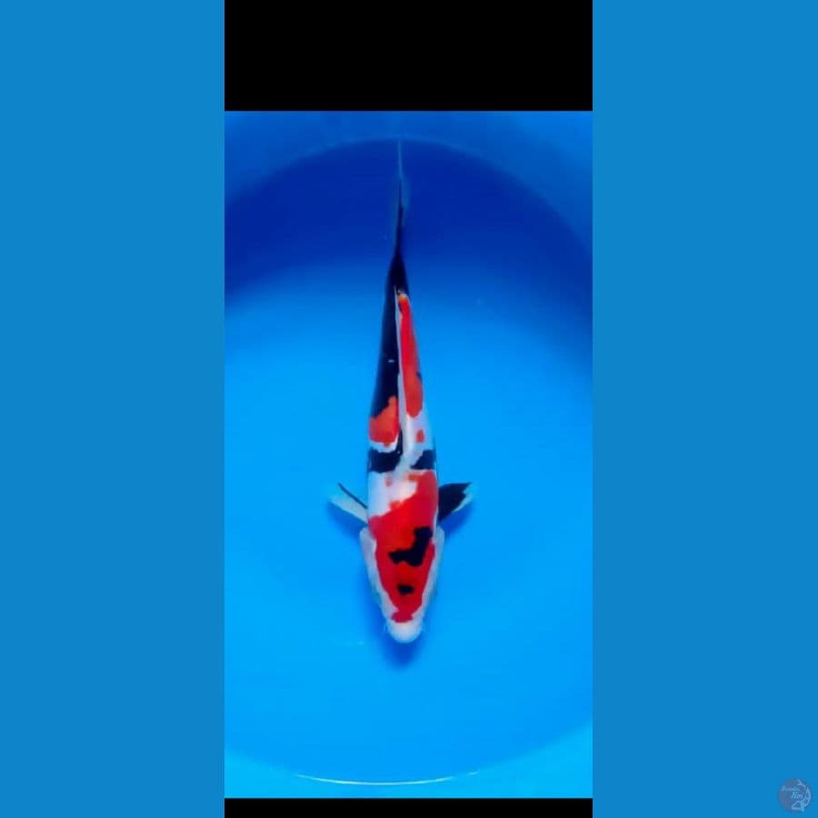 showa dhoitsu murni 24 cm