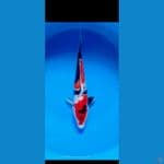 showa dhoitsu murni 24 cm