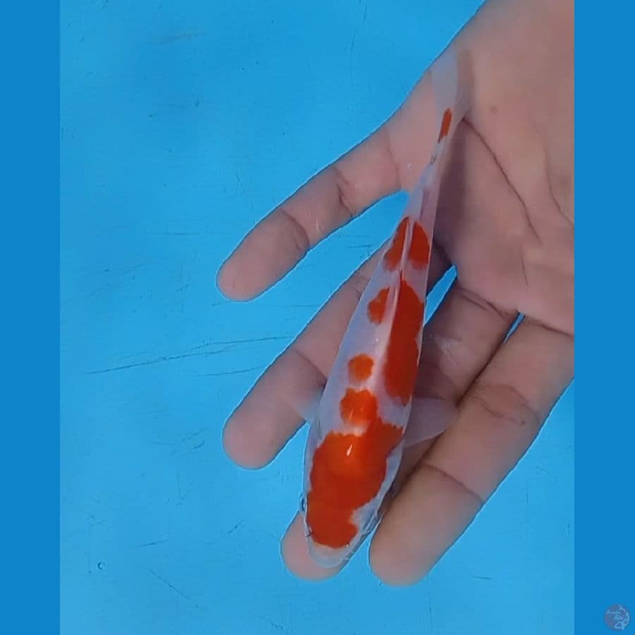 original.13.Cm Kohaku