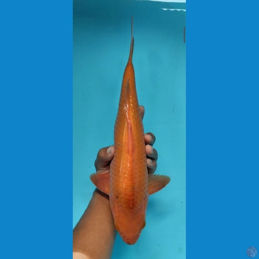 chagoi caramel