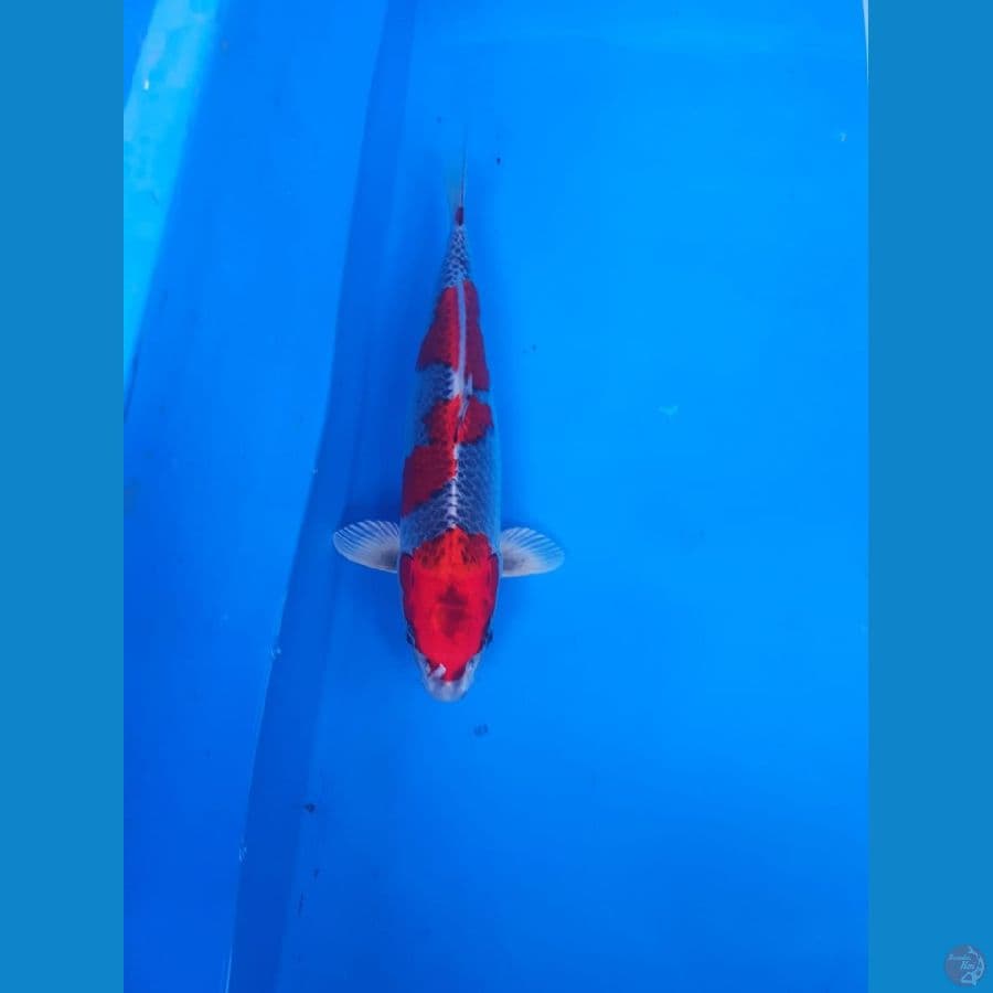 Goshiki reacing 42cm original