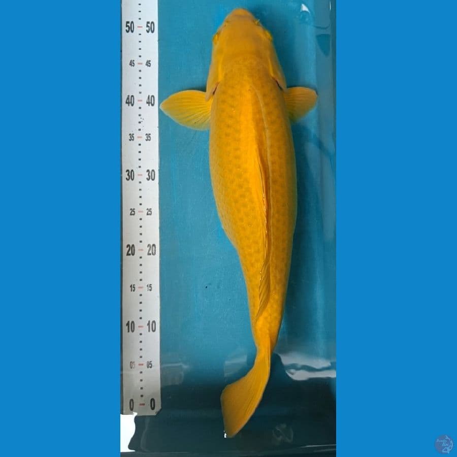 midorigoi bulky 55 bu