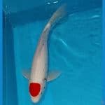 Tancho Kawabake 33 cm Male