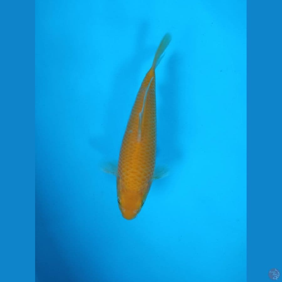 KARASI CORN MALE 22CM MATA MERAH 