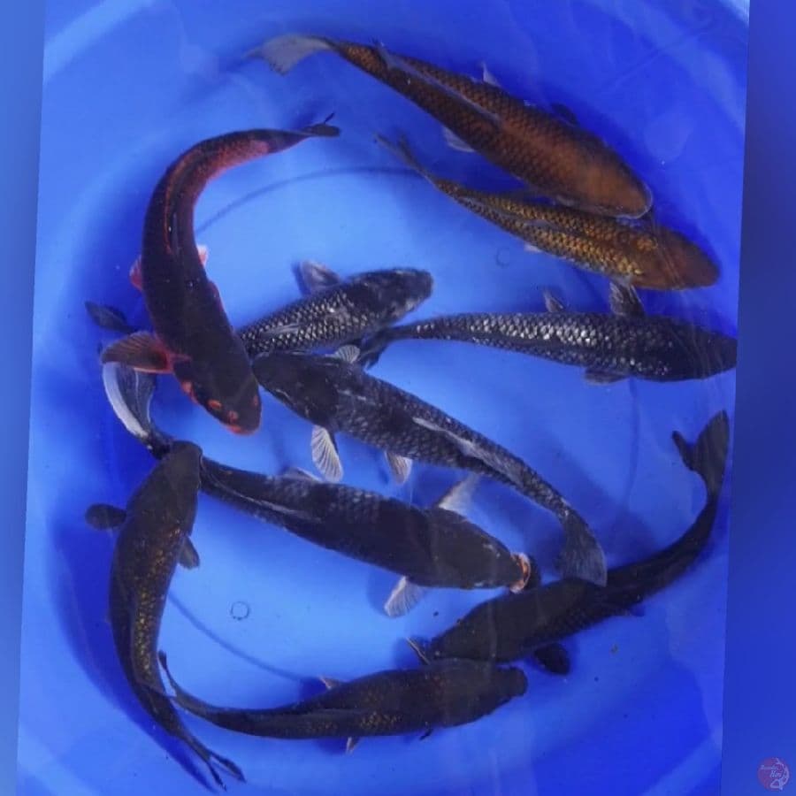 penjinak kolam 7e 30_37cm