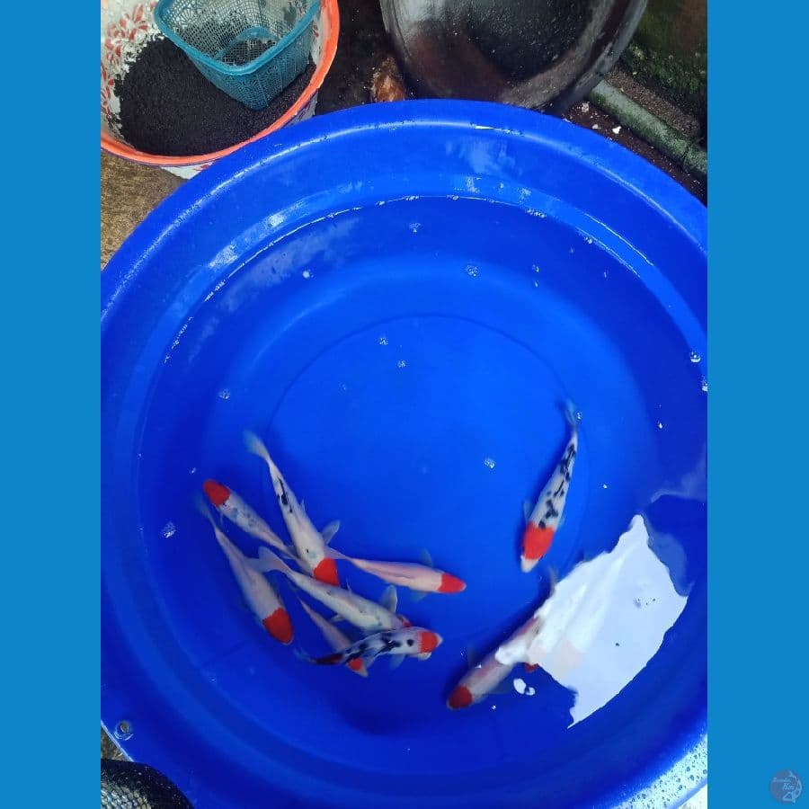 paket pentol korek bosku