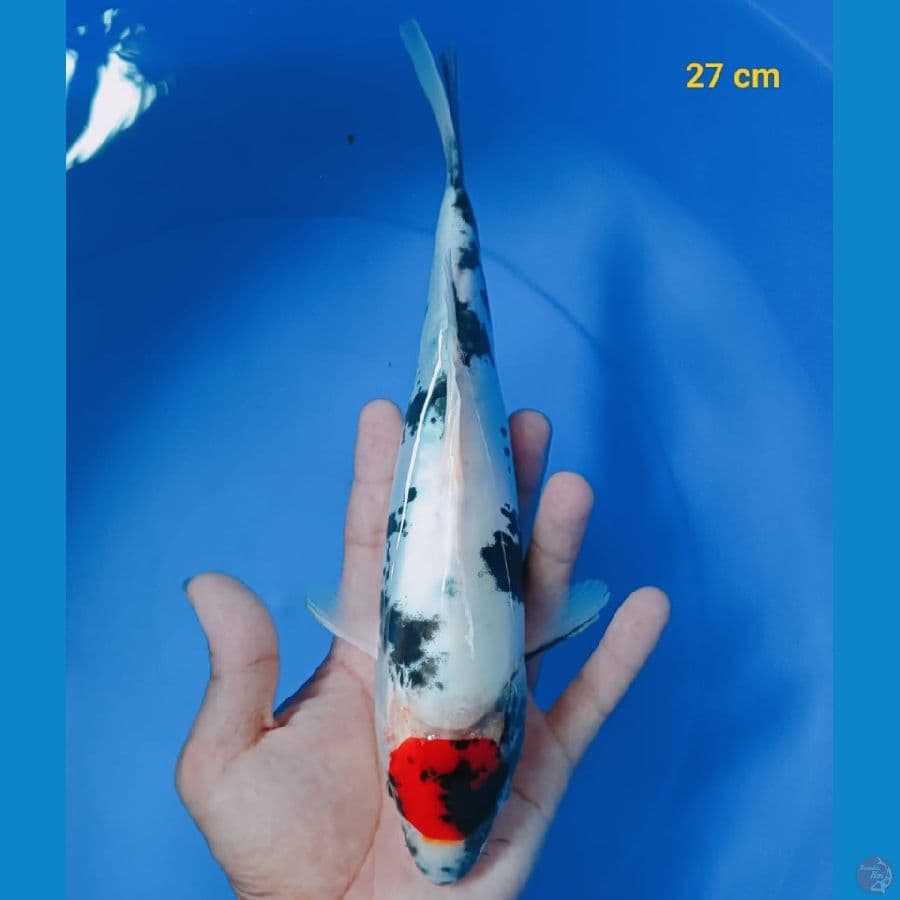 Tancho Showa Ginrin 27 cm