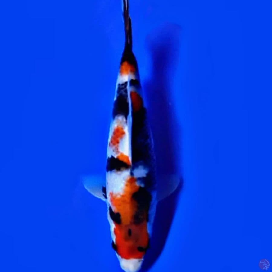 24CM