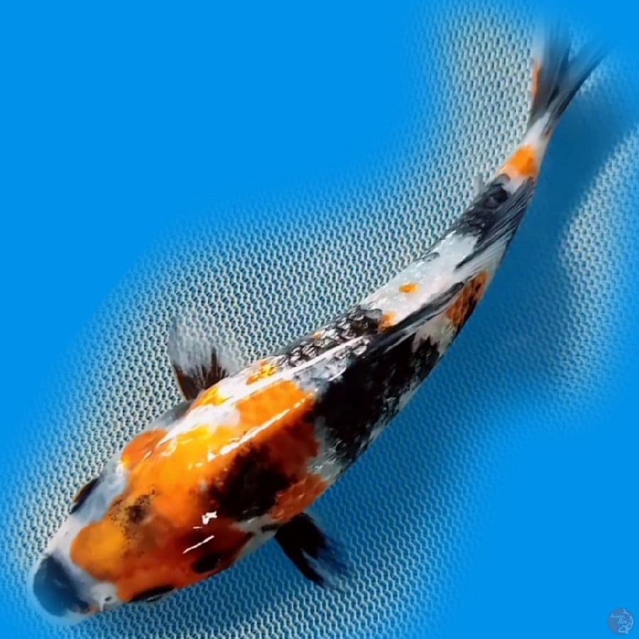 GINRIN 12CM