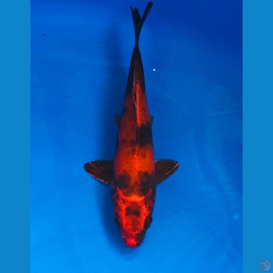 hi utsuri 15cm
