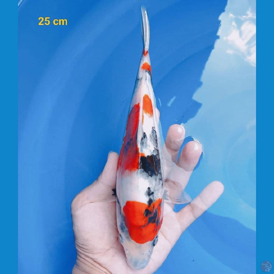 SQ showa 25 cm