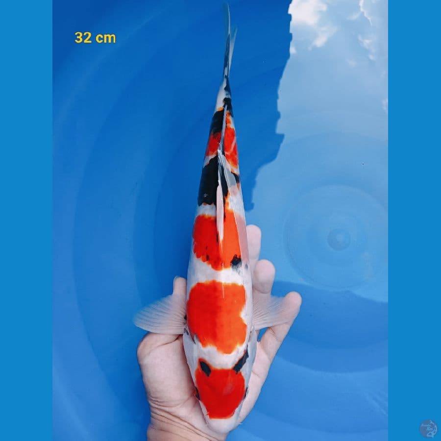 Maruten Showa 32 cm