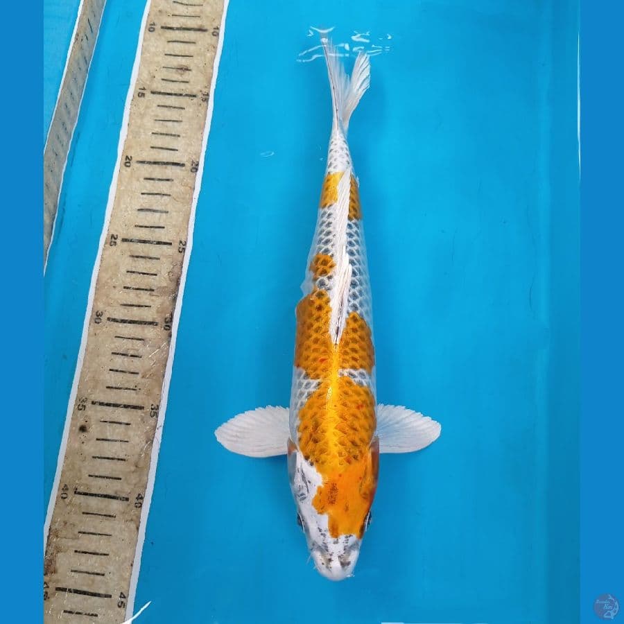 yellow kujaku 31 cm