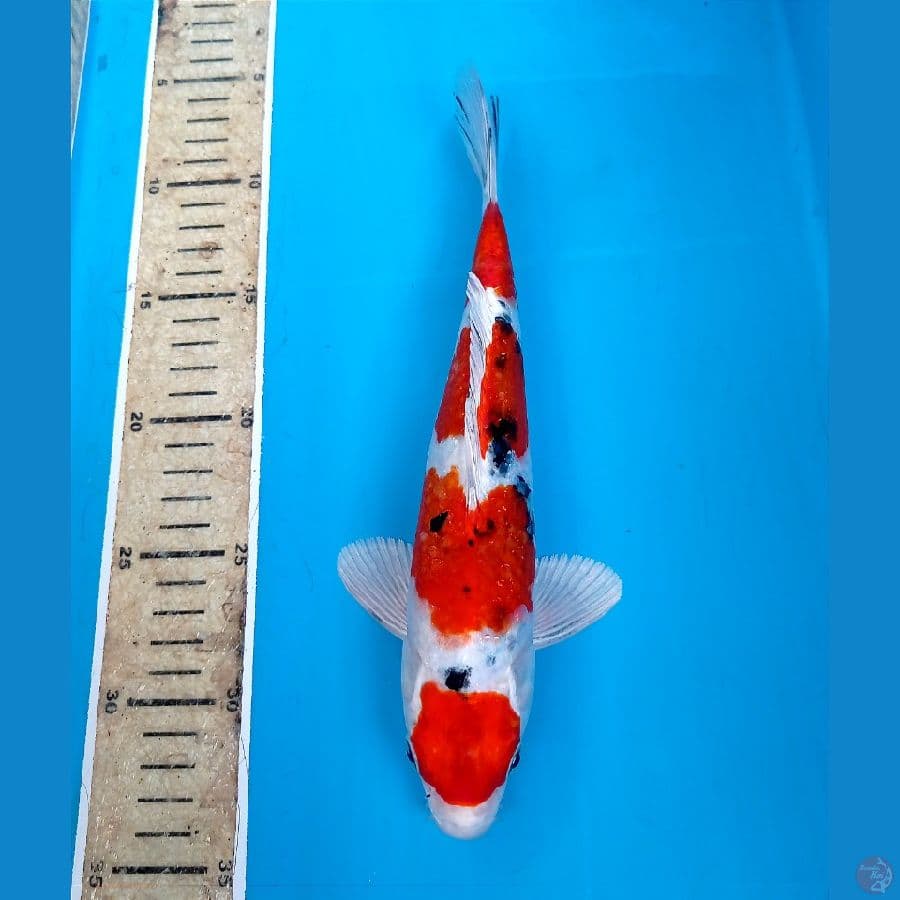heisei nishiki 26 cm