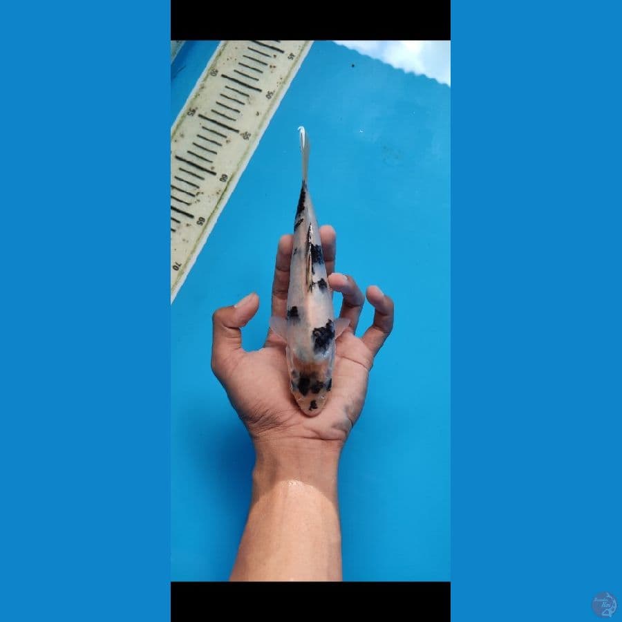 MANGGA_MINION SHIRO 17 CM