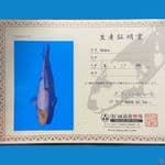SHIRO OMOSAKO TATEGOI 43 cm ( Male ) 