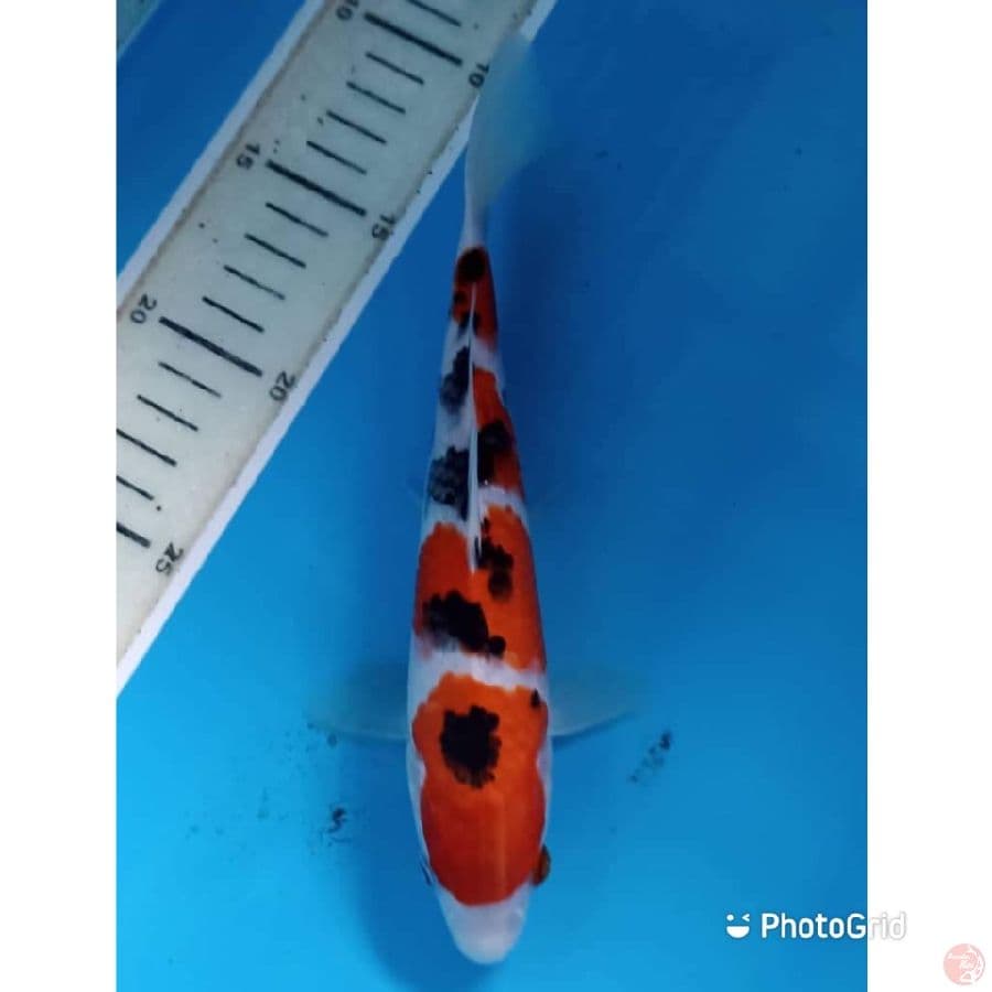 Taisho Sanke 25cm
