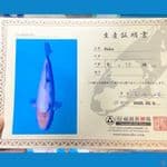 SHIRO OMOSAKO JUMBO TATEGOI 53 cm ( F ) 