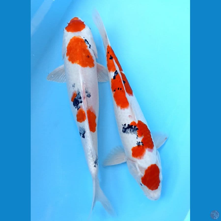 sanke 40/43cm