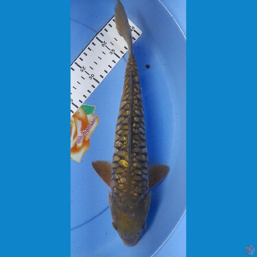 Midori Aragoke 33cm/Male