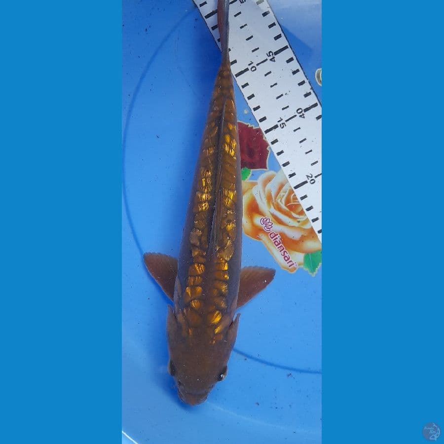 Chagoi Aragoke 31cm/(Jenis Kelamin: Unknown)