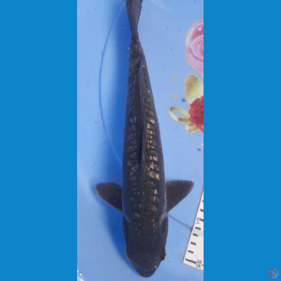 Black Diamond Aragoke 29cm/Male