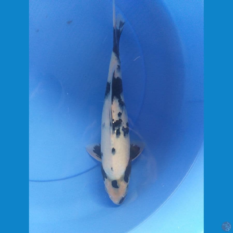 Shiro 30cm/Male