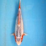 GOOD ASAGI 35BU