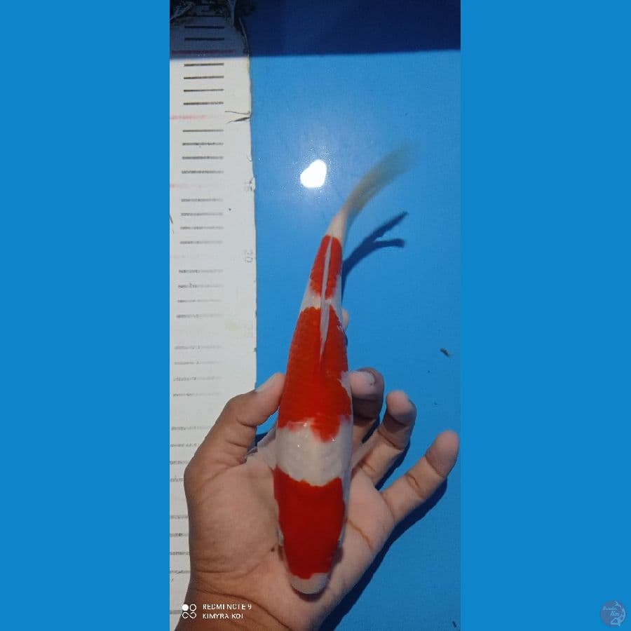 kohaku