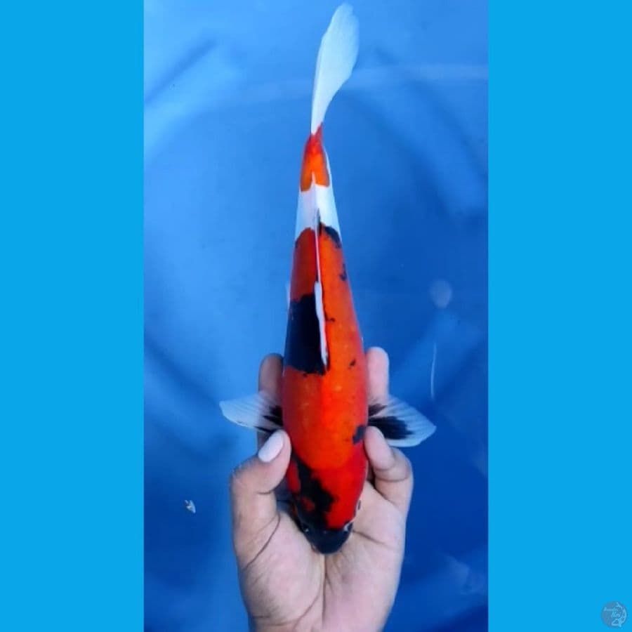 SHOWA DOITSU #28cm jantan