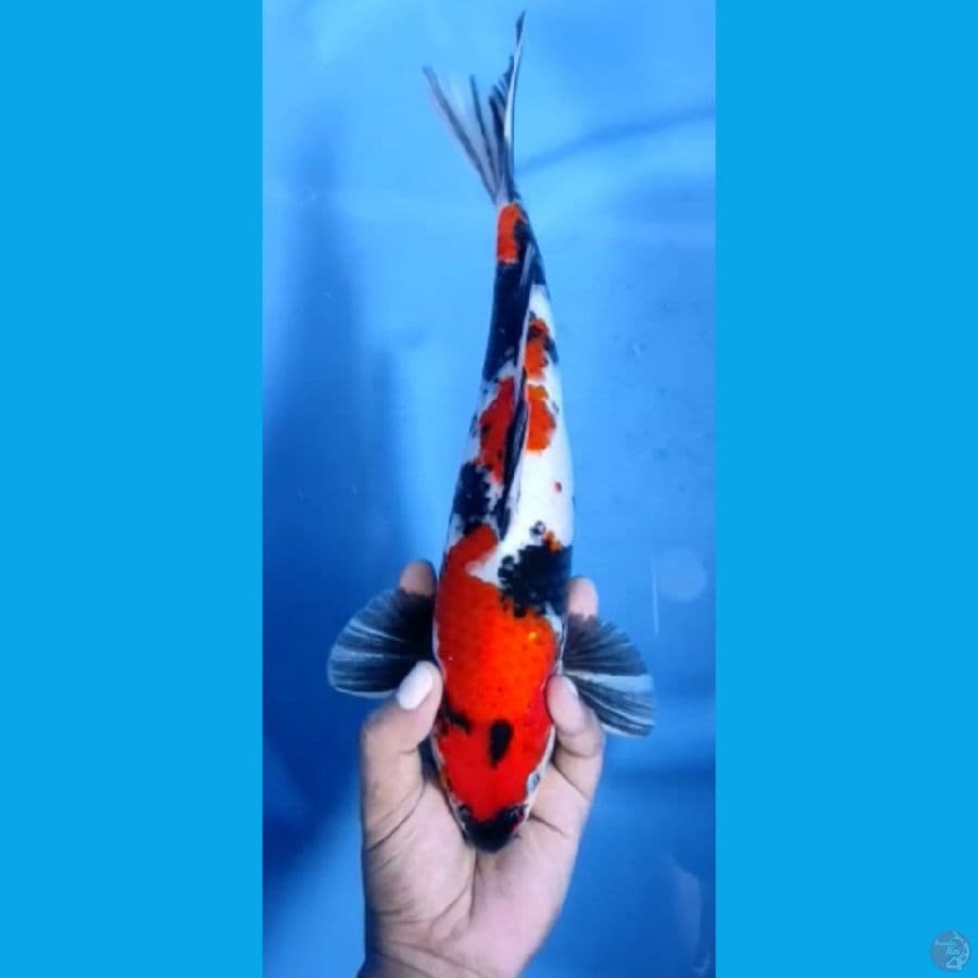 SHOWA #33cm jantan