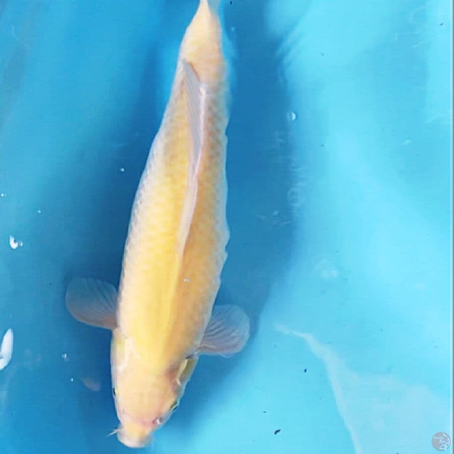karasi munuk f1 42cm