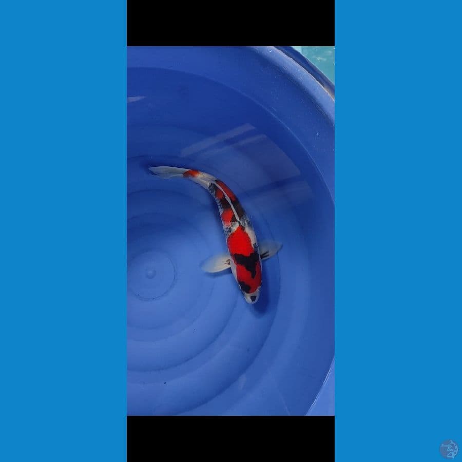 showa strong 41cm male