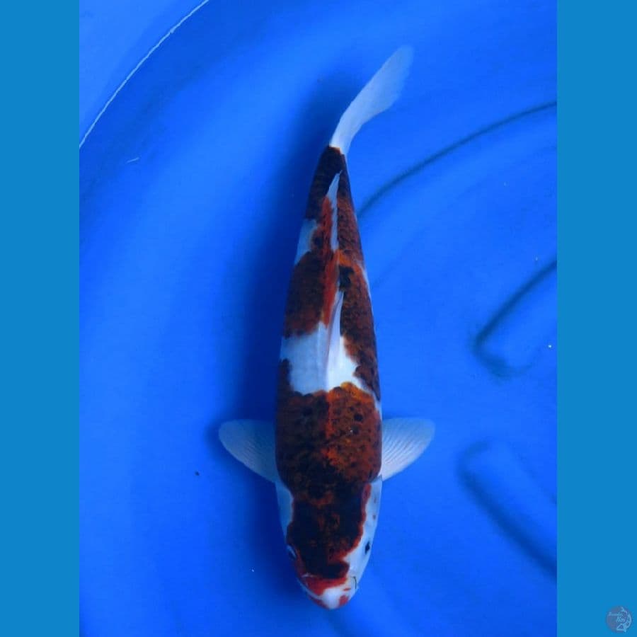 47cm , Budo Goromo Male 