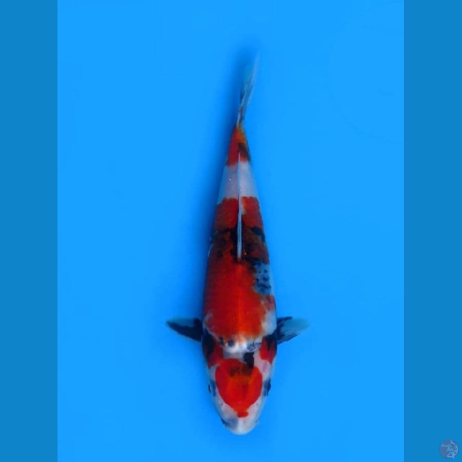 21cm ,  HQ Showa Tategoi 