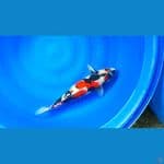 KINDAI SHOWA 48CM
