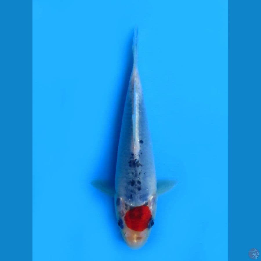 17cm , Ori Tancho hq
