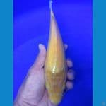 karasi 25 up