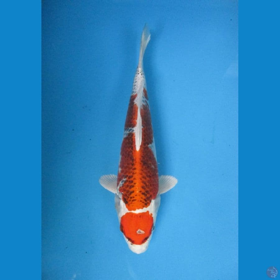 MARUTEN KUJAKU 32 CM