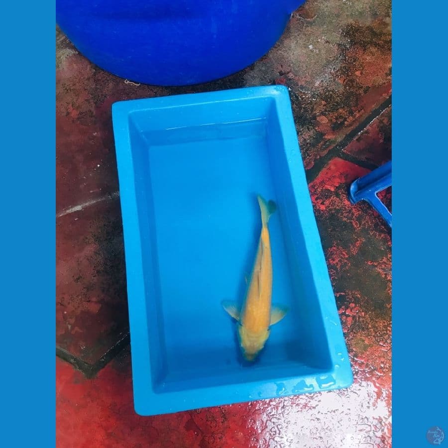 KARASI 42cm Male