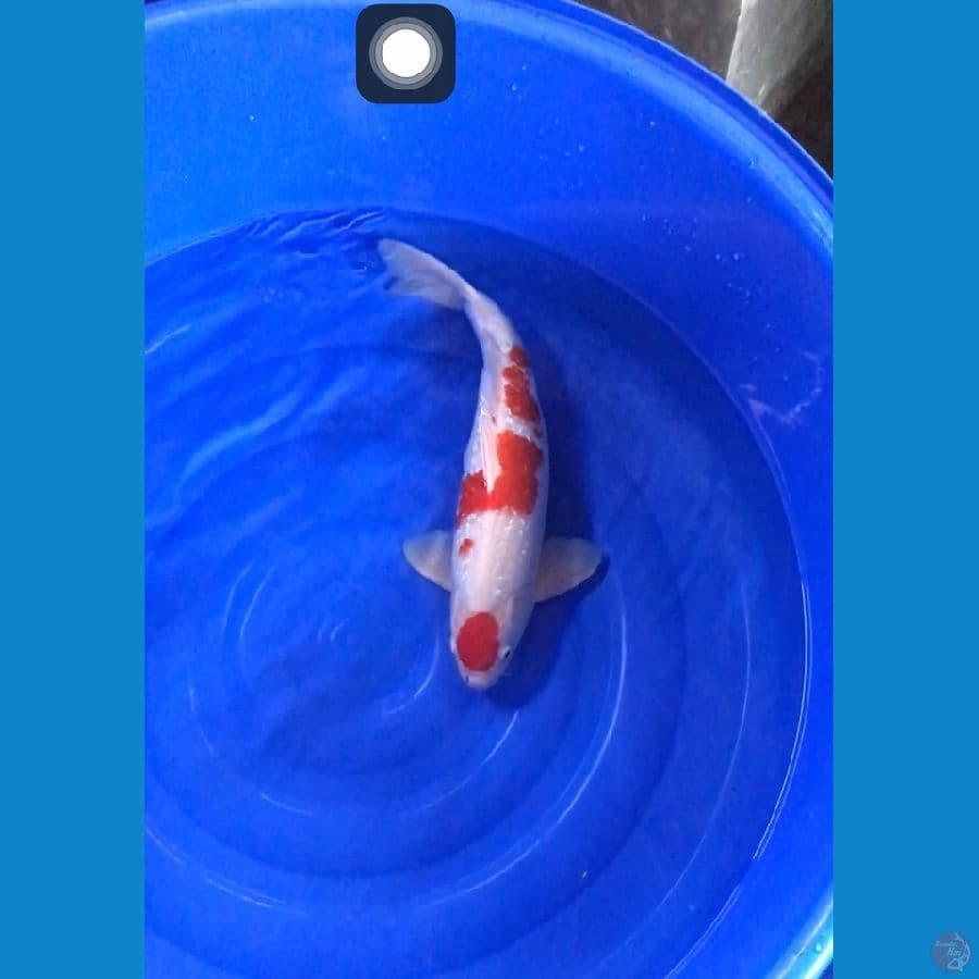 kohaku ginrin 55cm ori