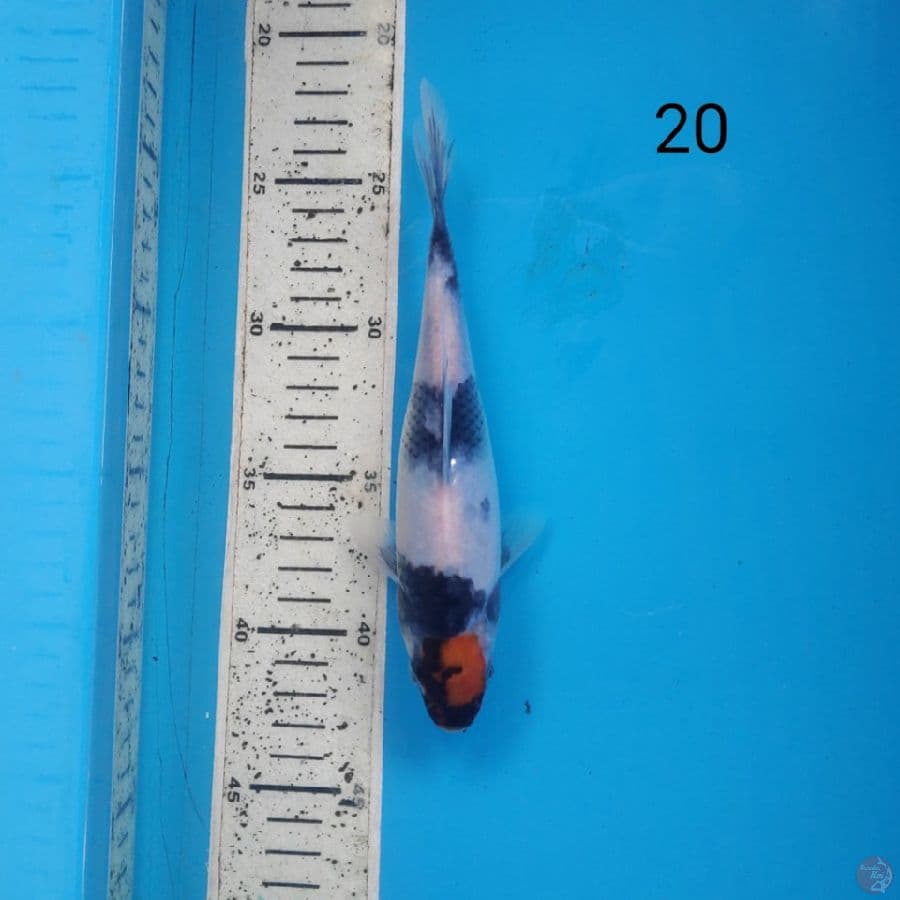 tc showa, 20cm