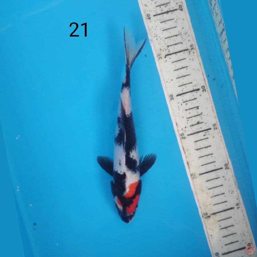 tc showa, 21cm