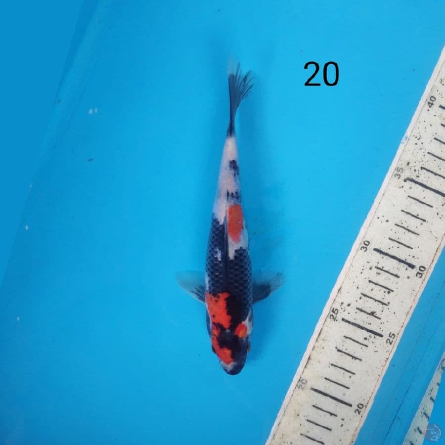 showa, 20cm
