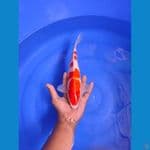 kohaku 30cm