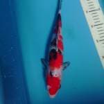 Sanke, male 31cm